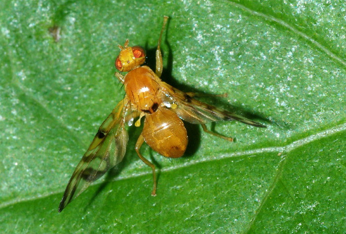 Acidia cognata